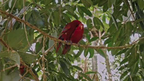 Gruppe Von Papageien Lory Mit Blauen Und Schwarzen Federn Den — Stockvideo