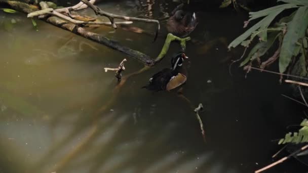 Manadas Grandes Pelícanos Australianos Agua Pescando Hábitat Habitual Con Hierba — Vídeos de Stock