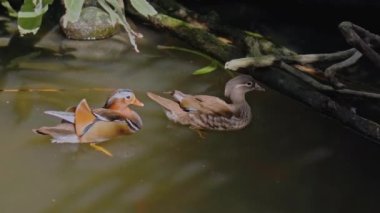 Büyük Avustralyalı pelikan sürüleri sudaki her zamanki yaşam alanlarında yeşil çimenler ve yayılarak avlanıyorlar.