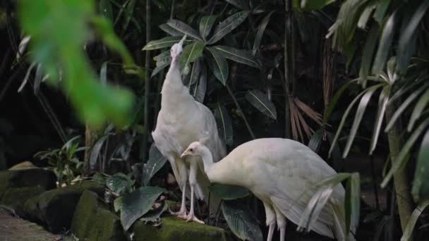 Twee Grote Pauwen Met Witte Veren Zijn Gebruikelijke Habitat Met — Stockvideo