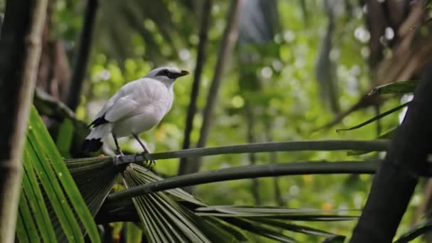 Weißer Balinesischer Kürbis Sitzt Auf Einem Ast Und Öffnet Seinen — Stockvideo