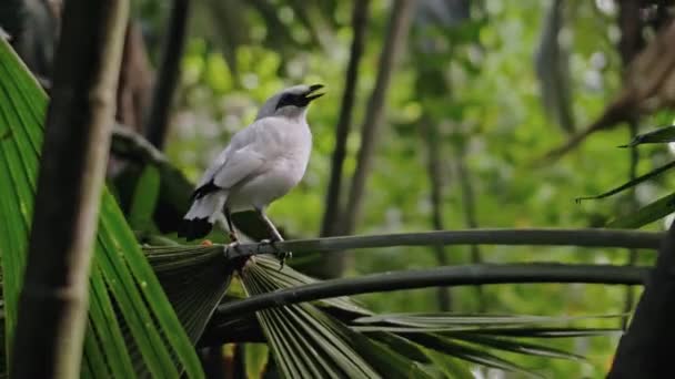 白色的巴厘南瓜栖息在树枝上 在绿林的背景下张开它的嘴 — 图库视频影像