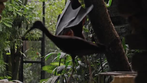 一只黑色的飞狐倒挂在树上 紧紧抓住一棵绿树成荫的森林里它平常的栖息地 — 图库视频影像
