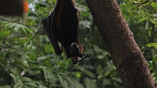 緑の植物の森の中の通常の生息地で木にしがみつくと 黒い空飛ぶキツネが逆さまにハングします — ストック動画