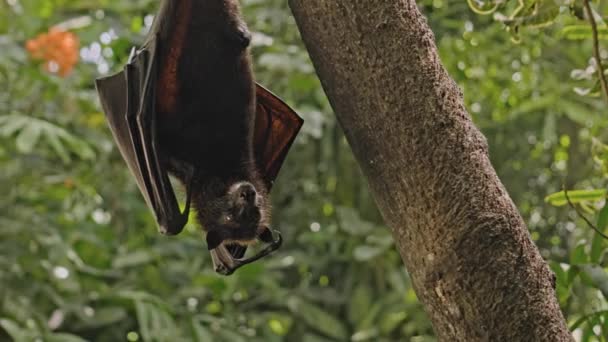 緑の植物の森の中の通常の生息地で木にしがみつくと 黒い空飛ぶキツネが逆さまにハングします — ストック動画