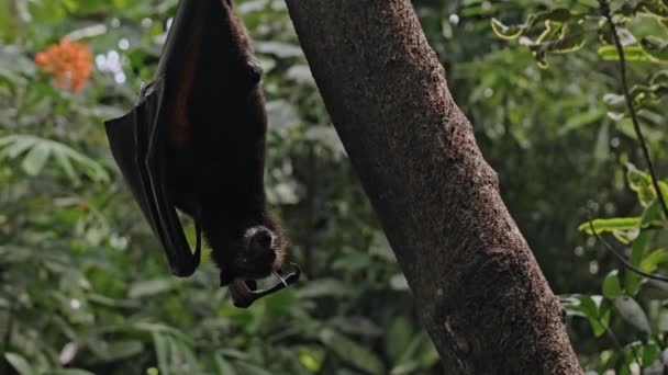 Uma Raposa Voadora Negra Pendura Cabeça Para Baixo Segurando Uma — Vídeo de Stock