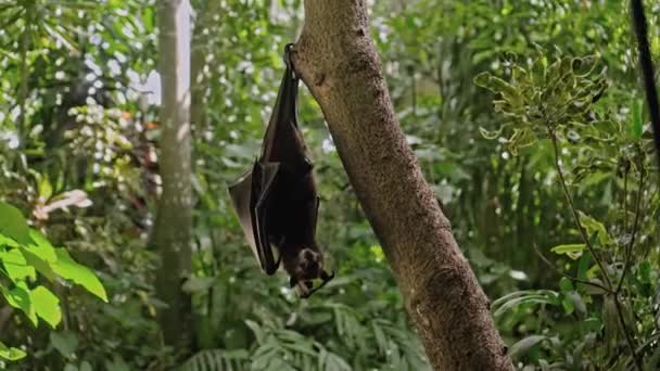 Una Volpe Volante Nera Pende Testa Giù Aggrappata Albero Nel — Video Stock