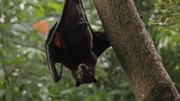 Una Volpe Volante Nera Pende Testa Giù Aggrappata Albero Nel — Video Stock