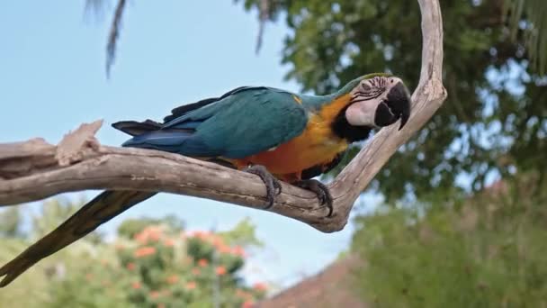 Papegoja Ara Med Gula Och Blå Fjädrar Sin Vanliga Miljö — Stockvideo