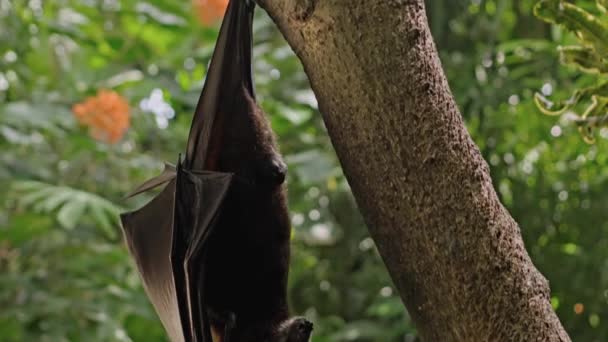 A black flying fox hangs upside down holding on to a tree in its usual habitat in a forest with green plants