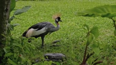 Her zamanki doğal ortamında yeşil çimenli ve yayılmış doğu turna tacı.
