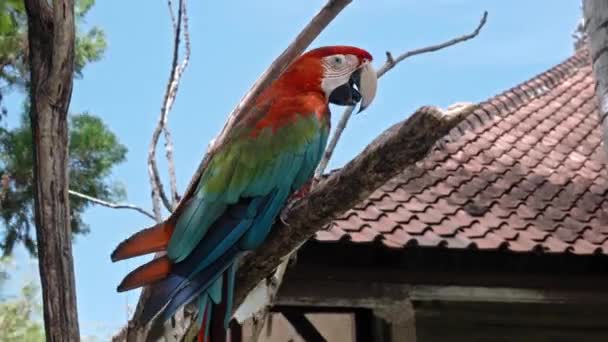 Dos Ara Pubescente Con Plumas Colores Hábitat Habitual Con Hierba — Vídeos de Stock