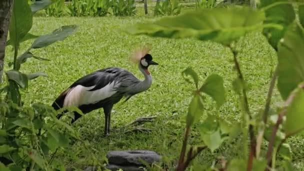 Východní Korunovaný Jeřáb Obvyklém Prostředí Zelenou Trávou Rozlehlou — Stock video