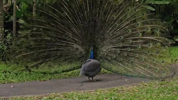 Pavo Real Baila Baile Matrimonio Desatando Cola Hábitat Habitual Bosque — Vídeos de Stock