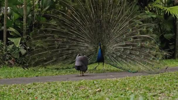 Pavo Real Baila Baile Matrimonio Desatando Cola Hábitat Habitual Bosque — Vídeos de Stock