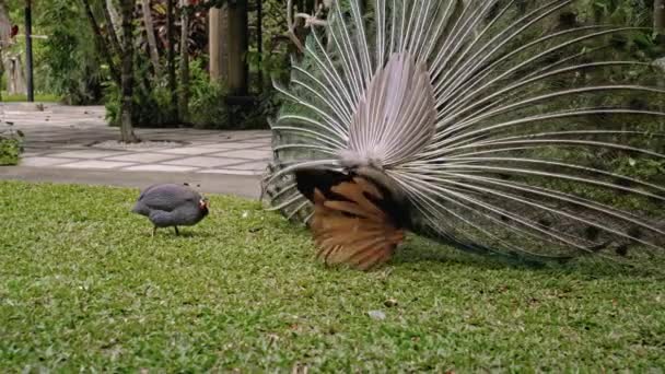 孔雀跳着婚舞 带着绿色的植物在森林里平常的栖息地放飞尾巴 — 图库视频影像