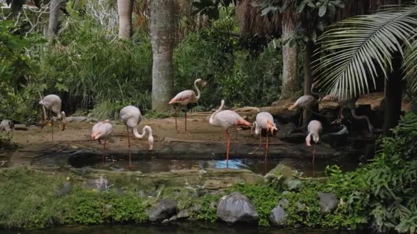 Troupeau Flamants Roses Dans Habitat Habituel Forêt Avec Des Plantes — Video