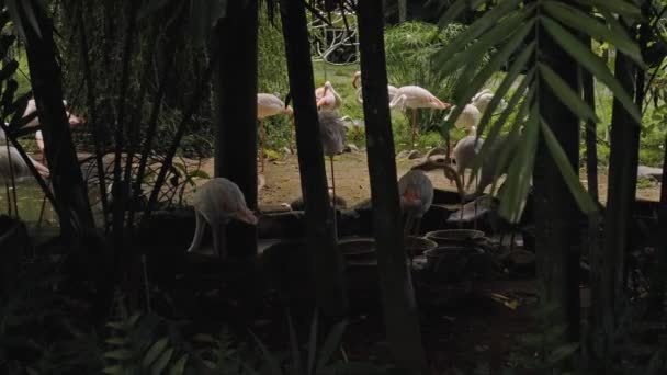 Manada Flamencos Rosados Hábitat Habitual Bosque Con Plantas Verdes Cerca — Vídeos de Stock