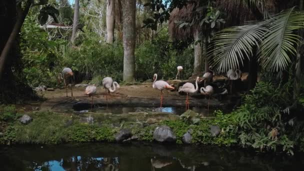 Manada Flamencos Rosados Hábitat Habitual Bosque Con Plantas Verdes Cerca — Vídeo de stock