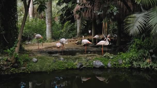 Pembe Flamingo Sürüsü Suların Yakınında Yeşil Bitkiler Bulunan Ormandaki Olağan — Stok video