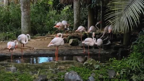 Klok Roze Flamingo Gebruikelijke Habitat Het Bos Met Groene Planten — Stockvideo