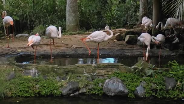 Rózsaszín Flamingók Nyája Erdő Szokásos Élőhelyén Zöld Növényekkel Víz Közelében — Stock videók