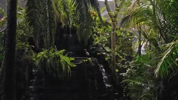 緑の芝生とスプロールと彼らの通常の生息地での水釣りの大規模なオーストラリアのペリカンの群れ — ストック動画