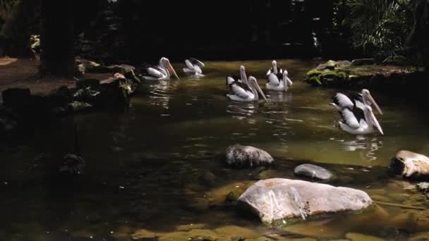 Bandos Grandes Pelicanos Australianos Pesca Água Seu Habitat Habitual Com — Vídeo de Stock