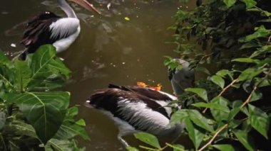 Büyük Avustralyalı pelikan sürüleri sudaki her zamanki yaşam alanlarında yeşil çimenler ve yayılarak avlanıyorlar.