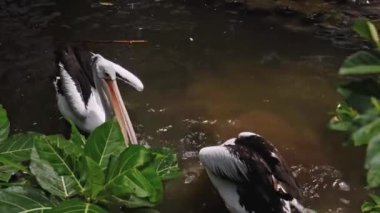 Büyük Avustralyalı pelikan sürüleri sudaki her zamanki yaşam alanlarında yeşil çimenler ve yayılarak avlanıyorlar.