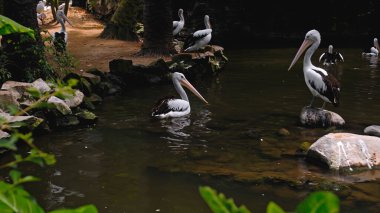 Büyük Avustralyalı pelikan sürüleri sudaki her zamanki yaşam alanlarında yeşil çimenler ve yayılarak avlanıyorlar.