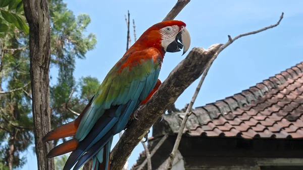 Papuga Ara Czerwonymi Zielonymi Piórami Zwykłym Środowisku Zieloną Trawą Rozległe — Zdjęcie stockowe