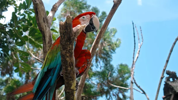 Ara Pappagallo Con Piume Rosse Verdi Nel Solito Habitat Con — Foto Stock