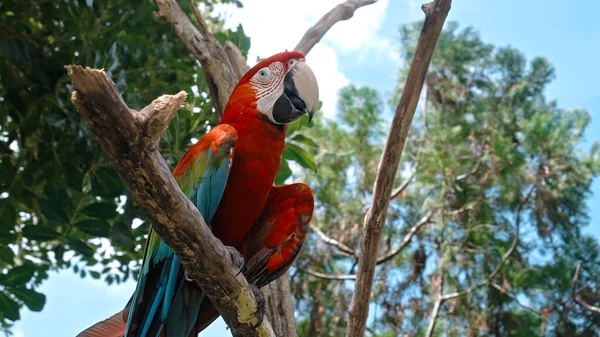 Parrot ara with red and green feathers in the usual habitat with green grass and sprawl sits on a wooden branch