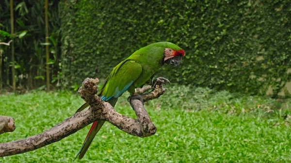 Ara Verde Pappagallo Con Piume Verdi Nel Solito Habitat Con — Foto Stock