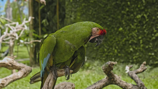 Papagájzöld Ara Zöld Tollakkal Szokásos Élőhelyen Zöld Fűvel Terpeszben Egy — Stock Fotó