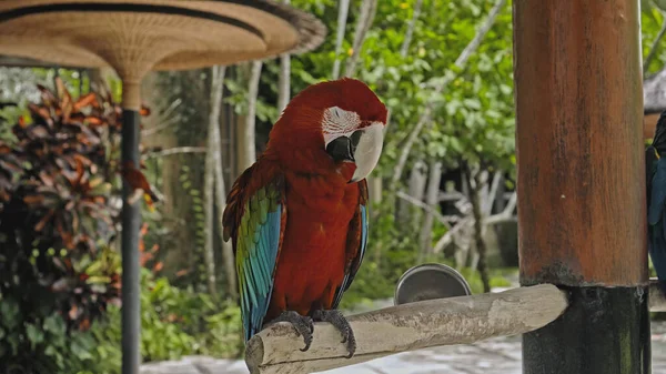 Papegoja Ara Med Röda Och Gröna Fjädrar Den Vanliga Livsmiljön — Stockfoto