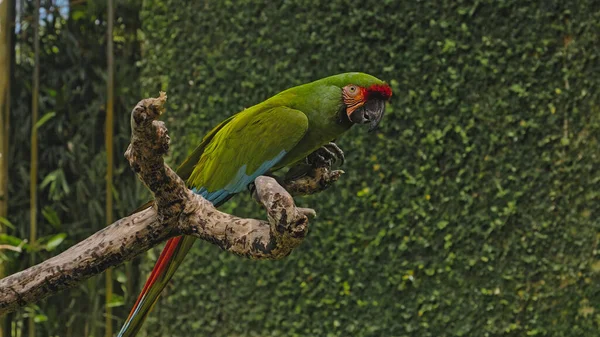 Ara Verde Pappagallo Con Piume Verdi Nel Solito Habitat Con — Foto Stock