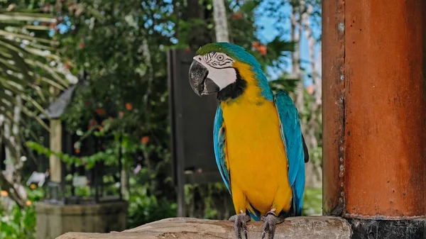 Papegoja Ara Med Gula Och Blå Fjädrar Sin Vanliga Miljö — Stockfoto
