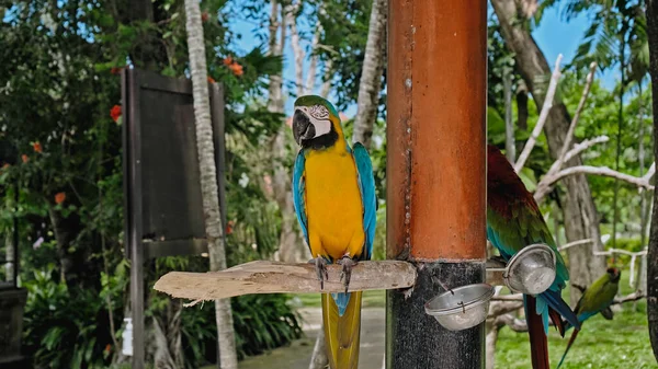 Papagáj Ara Sárga Kék Tollakkal Szokásos Élőhelyén Zöld Fűvel Terpeszben — Stock Fotó