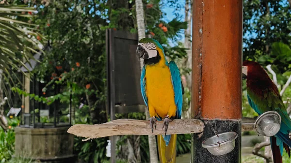 Parrot Ara Yellow Blue Feathers Its Usual Habitat Green Grass — Stock Photo, Image