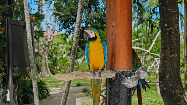 Ara Pappagallo Con Piume Gialle Blu Nel Suo Solito Habitat — Foto Stock