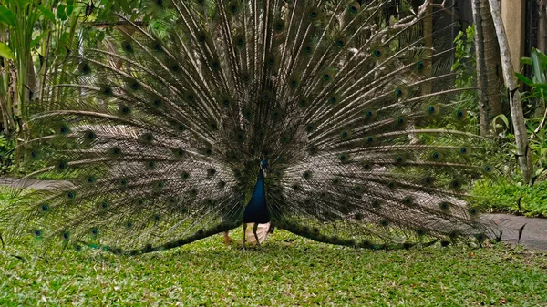 peacock dances a marriage dance unleashing the tail in the usual habitat in the forest with green plants