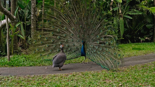 Peacock Dances Marriage Dance Unleashing Tail Usual Habitat Forest Green — Stock Photo, Image