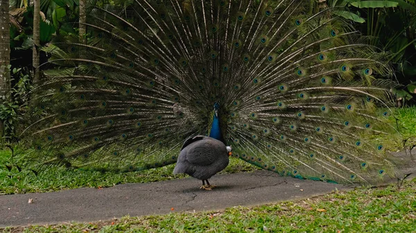 Pavão Dança Uma Dança Casamento Desencadeando Cauda Habitat Habitual Floresta — Fotografia de Stock