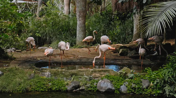 Herde Rosafarbener Flamingos Üblichen Lebensraum Wald Mit Grünen Pflanzen Wassernähe — Stockfoto