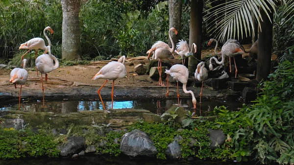 Rebanho Flamingos Rosa Habitat Habitual Floresta Com Plantas Verdes Perto — Fotografia de Stock