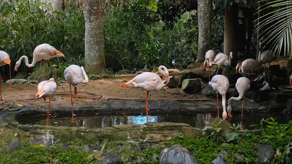 Rebanho Flamingos Rosa Habitat Habitual Floresta Com Plantas Verdes Perto — Fotografia de Stock