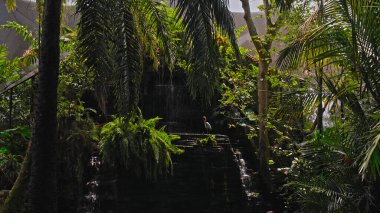 Büyük Avustralyalı pelikan sürüleri sudaki her zamanki yaşam alanlarında yeşil çimenler ve yayılarak avlanıyorlar.