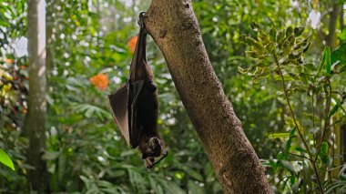 Siyah bir uçan tilki, yeşil bitkilerle dolu bir ormanda her zamanki doğal ortamında bir ağaca tutunarak baş aşağı asılı durur.